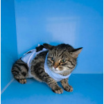 Молодая кошечка Тринити ищет дом.