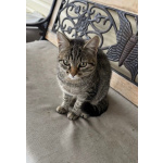 Молодая кошечка Тринити ищет дом.