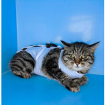 Молодая кошечка Тринити ищет дом.