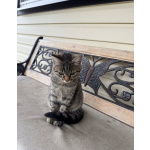 Молодая кошечка Тринити ищет дом.