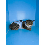 Молодая кошечка Тринити ищет дом.