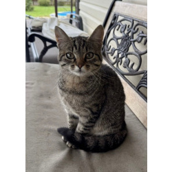 Молодая кошечка Тринити ищет дом.