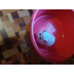 Котята белоснежные