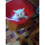 Котята белоснежные