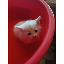 Котята белоснежные