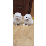 Шикарные белые щенки померанский шпиц