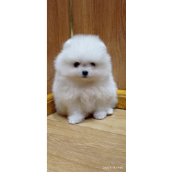 Шикарные белые щенки померанский шпиц