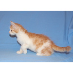 Красивые котята в дар