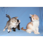 Красивые котята в дар