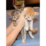 Красивые котята в дар