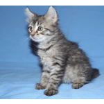 Красивые котята в дар