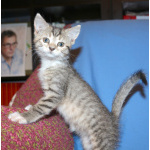 Красивые котята в дар