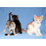 Красивые котята в дар