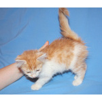 Красивые котята в дар