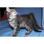 Красивые котята в дар