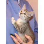 Красивые котята в дар