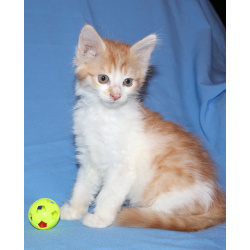 Красивые котята в дар