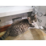 Воспитанный подрощенный котёнок Василёк в дар