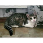 Воспитанный подрощенный котёнок Василёк в дар