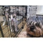 Воспитанный подрощенный котёнок Василёк в дар