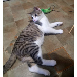 Воспитанный подрощенный котёнок Василёк в дар