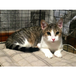 Воспитанный подрощенный котёнок Василёк в дар