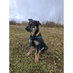 Щенок Грейси ищет дом.