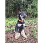 Щенок Грейси ищет дом.