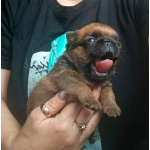 Пти-брабансон рыжий мальчик