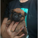 Пти-брабансон рыжий мальчик