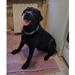 У Дэни две недели на поиски дома!