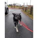 Маленькая собачка-домовёнок