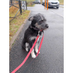 Маленькая собачка-домовёнок