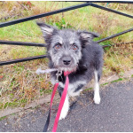 Маленькая собачка-домовёнок