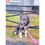 Маленькая собачка-домовёнок