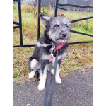 Маленькая собачка-домовёнок