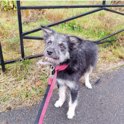 Маленькая собачка-домовёнок