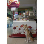 Лисенок ищет дом.