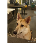 Лисенок ищет дом.