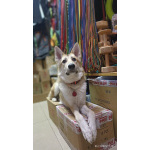 Лисенок ищет дом.