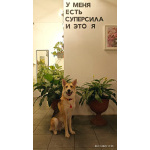 Лисенок ищет дом.