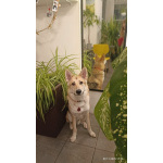 Лисенок ищет дом.