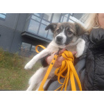 Маленькая ласковая собачка, 5 месяцев