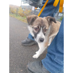 Маленькая ласковая собачка, 5 месяцев