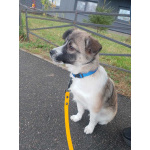 Маленькая ласковая собачка, 5 месяцев