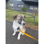 Маленькая ласковая собачка, 5 месяцев