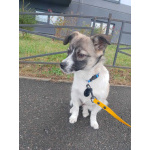 Маленькая ласковая собачка, 5 месяцев