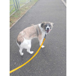 Маленькая ласковая собачка, 5 месяцев