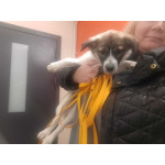 Маленькая ласковая собачка, 5 месяцев