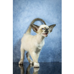 Сиамские Ориентальные высокопородные котята